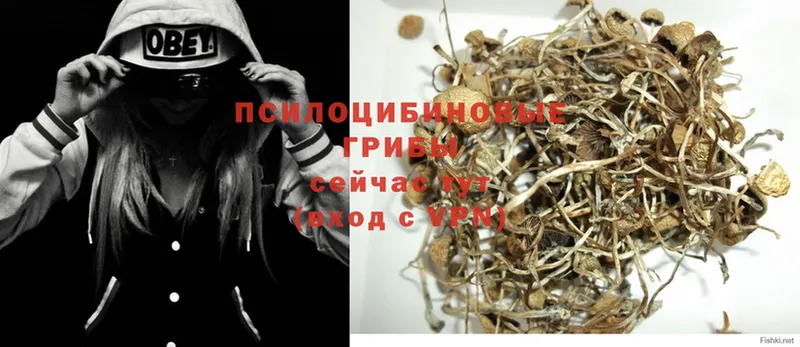 купить наркотик  Тара  Псилоцибиновые грибы Psilocybe 